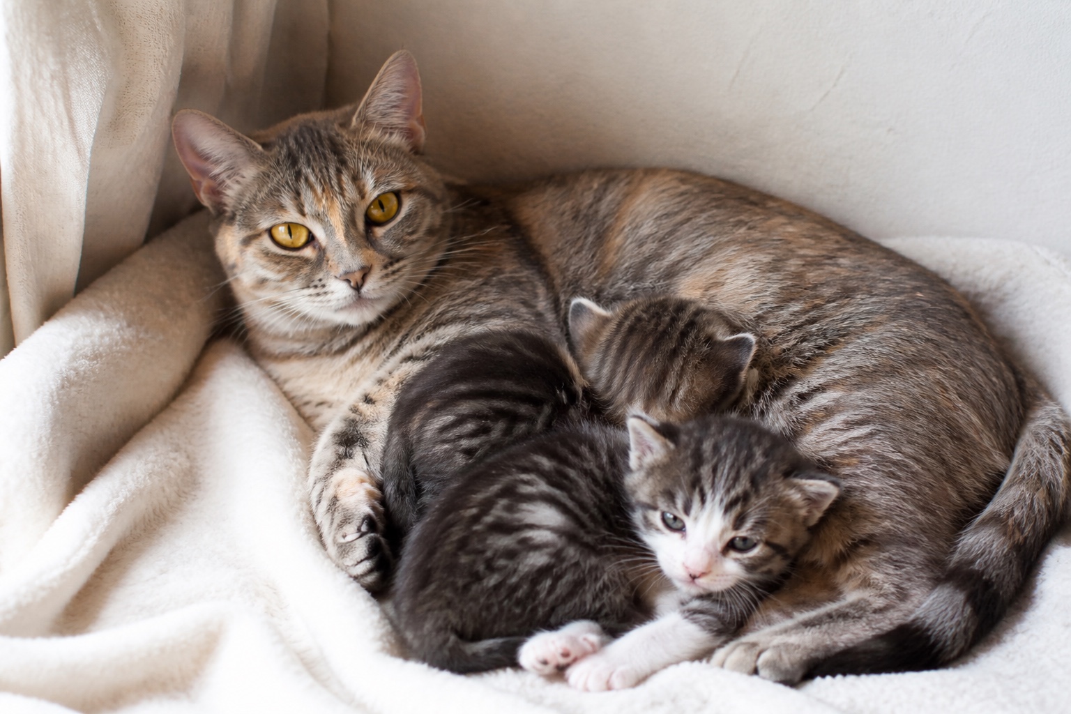 Préparer un espace calme pour une chatte et ses petits